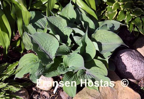 Hosta Purple Haze